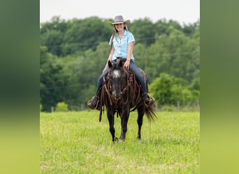 Appaloosa, Caballo castrado, 13 años, 142 cm, Negro