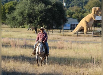 Appaloosa, Caballo castrado, 13 años, 145 cm, Alazán