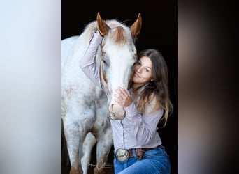 Appaloosa, Caballo castrado, 13 años, 147 cm, Alazán rojizo