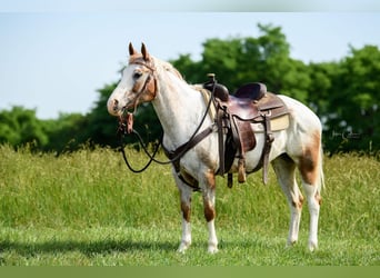 Appaloosa, Caballo castrado, 13 años, 147 cm, Alazán rojizo