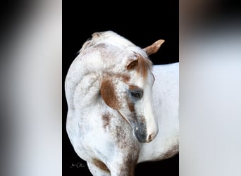 Appaloosa, Caballo castrado, 13 años, 147 cm, Alazán rojizo