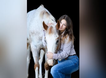 Appaloosa, Caballo castrado, 13 años, 147 cm, Alazán rojizo