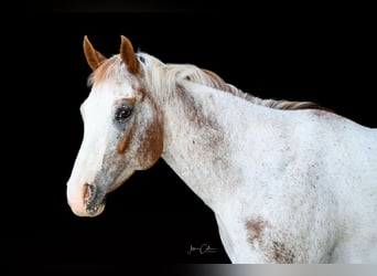 Appaloosa, Caballo castrado, 13 años, 147 cm, Alazán rojizo