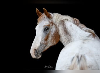 Appaloosa, Caballo castrado, 13 años, 147 cm, Alazán rojizo