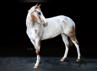 Appaloosa, Caballo castrado, 13 años, 147 cm, Alazán rojizo