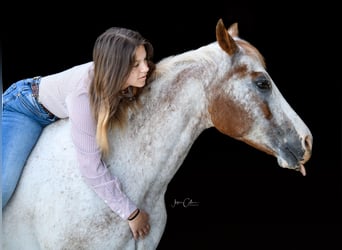 Appaloosa, Caballo castrado, 13 años, 147 cm, Alazán rojizo