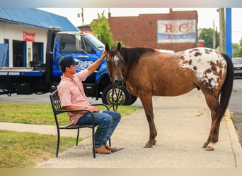 Appaloosa, Caballo castrado, 13 años, 150 cm