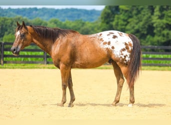 Appaloosa, Caballo castrado, 13 años, 150 cm