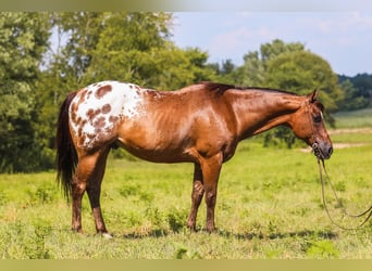 Appaloosa, Caballo castrado, 13 años, 150 cm