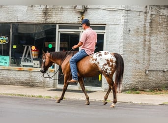 Appaloosa, Caballo castrado, 13 años, 150 cm