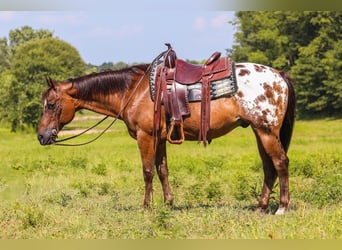 Appaloosa, Caballo castrado, 13 años, 150 cm