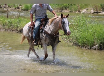 Appaloosa, Caballo castrado, 13 años, 150 cm, Ruano alazán