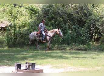 Appaloosa, Caballo castrado, 13 años, 150 cm, Ruano alazán