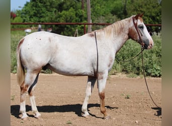 Appaloosa, Caballo castrado, 13 años, 150 cm, Ruano alazán