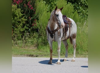 Appaloosa, Caballo castrado, 13 años, 150 cm, Ruano alazán