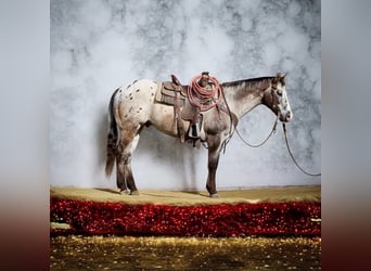 Appaloosa, Caballo castrado, 13 años, 152 cm, Castaño rojizo