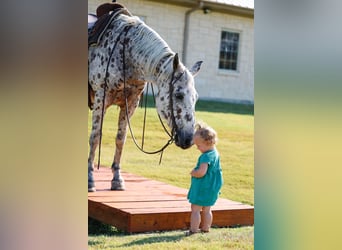 Appaloosa, Caballo castrado, 13 años, 152 cm