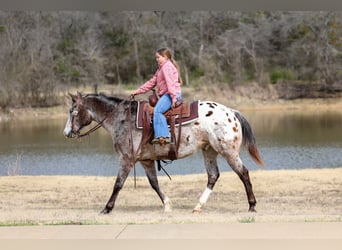 Appaloosa, Caballo castrado, 13 años, 155 cm, Alazán-tostado
