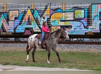 Appaloosa, Caballo castrado, 13 años, 155 cm, Alazán-tostado