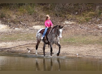 Appaloosa, Caballo castrado, 13 años, 155 cm, Alazán-tostado