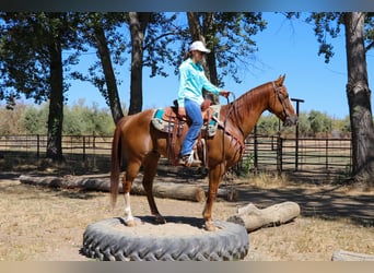 Appaloosa, Caballo castrado, 13 años, 155 cm, Alazán-tostado