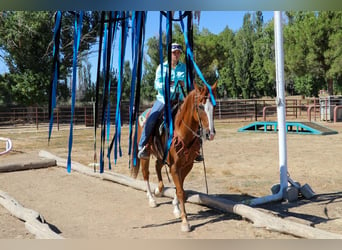 Appaloosa, Caballo castrado, 13 años, 155 cm, Alazán-tostado