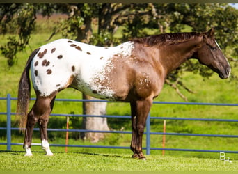 Appaloosa, Caballo castrado, 13 años, 155 cm, Castaño rojizo