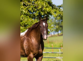 Appaloosa, Caballo castrado, 13 años, 155 cm, Castaño rojizo