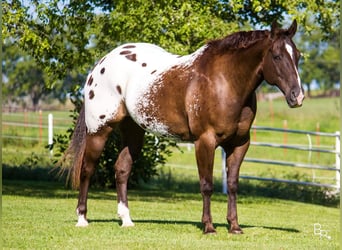 Appaloosa, Caballo castrado, 13 años, 155 cm, Castaño rojizo