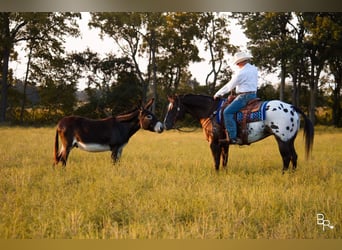 Appaloosa, Caballo castrado, 13 años, 155 cm, Castaño rojizo