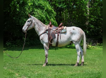 Appaloosa, Caballo castrado, 13 años, 160 cm, Alazán-tostado