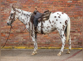 Appaloosa, Caballo castrado, 13 años, Alazán-tostado