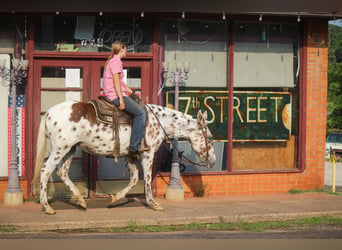 Appaloosa, Caballo castrado, 13 años, Alazán-tostado