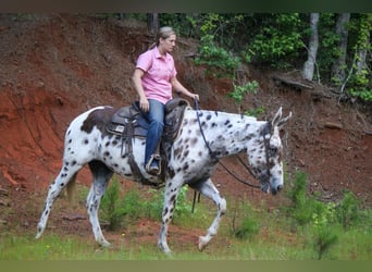 Appaloosa, Caballo castrado, 13 años, Alazán-tostado