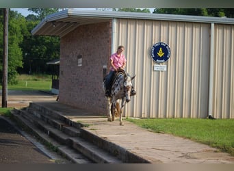 Appaloosa, Caballo castrado, 13 años, Alazán-tostado