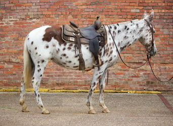 Appaloosa, Caballo castrado, 13 años, Alazán-tostado