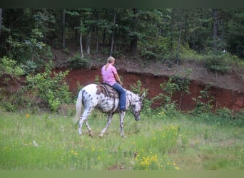 Appaloosa, Caballo castrado, 13 años, Alazán-tostado