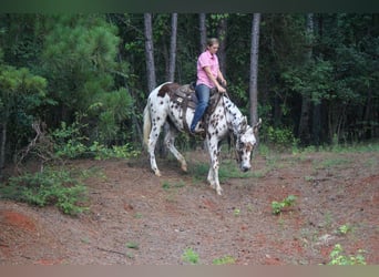 Appaloosa, Caballo castrado, 13 años, Alazán-tostado