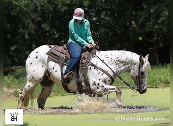 Appaloosa, Caballo castrado, 13 años, Alazán-tostado