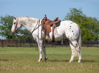 Appaloosa, Caballo castrado, 13 años, Alazán-tostado