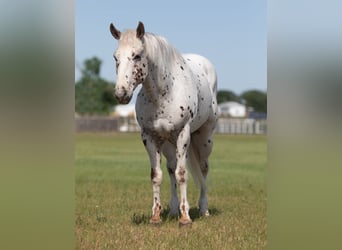 Appaloosa, Caballo castrado, 13 años, Alazán-tostado