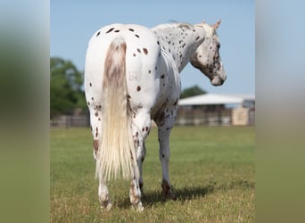 Appaloosa, Caballo castrado, 13 años, Alazán-tostado