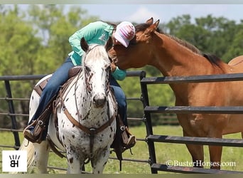 Appaloosa, Caballo castrado, 13 años, Alazán-tostado