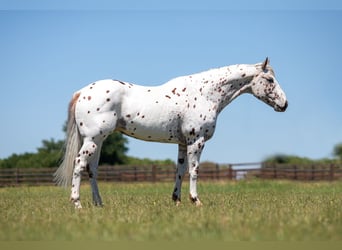 Appaloosa, Caballo castrado, 13 años, Alazán-tostado