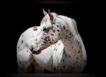 Appaloosa, Caballo castrado, 13 años, Alazán-tostado