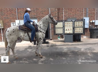 Appaloosa, Caballo castrado, 13 años, Alazán-tostado