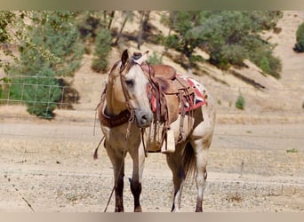 Appaloosa, Caballo castrado, 14 años, 135 cm, Buckskin/Bayo