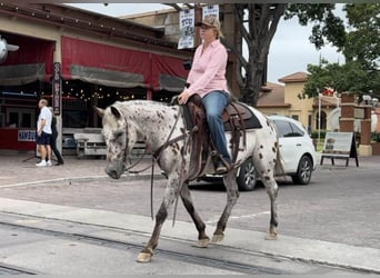 Appaloosa, Caballo castrado, 14 años, 145 cm, Castaño rojizo