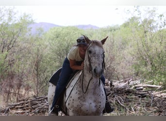 Appaloosa, Caballo castrado, 14 años, 147 cm, Ruano alazán