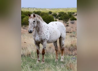 Appaloosa, Caballo castrado, 14 años, 147 cm, Ruano alazán